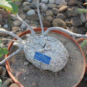 Base ensanchada de una clavellina joven cultivada en maceta sobre grava.