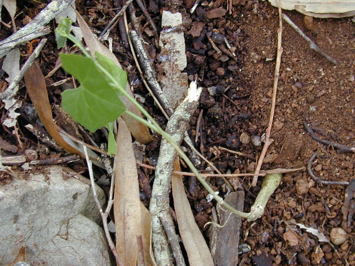 Plántula de cuautempala brotando entre ramas secas y tierra rojiza.