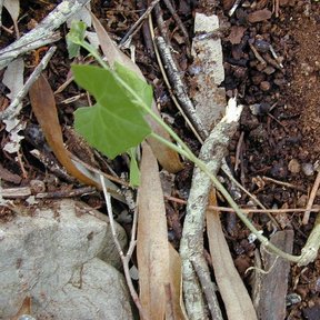 Plántula de cuautempala brotando entre ramas secas y tierra rojiza.