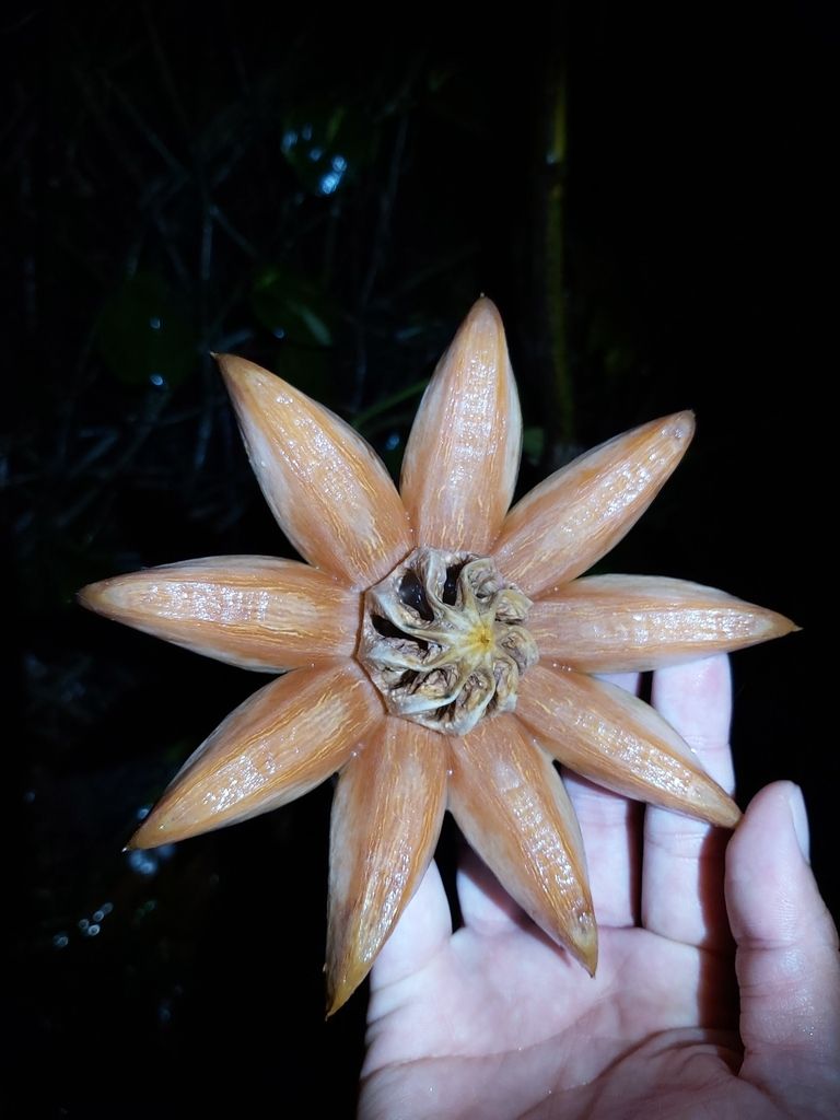 Una mano sostiene un fruto de cuautempala abierto en estrella de ocho puntas.