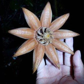Una mano sostiene un fruto de cuautempala abierto en estrella de ocho puntas.