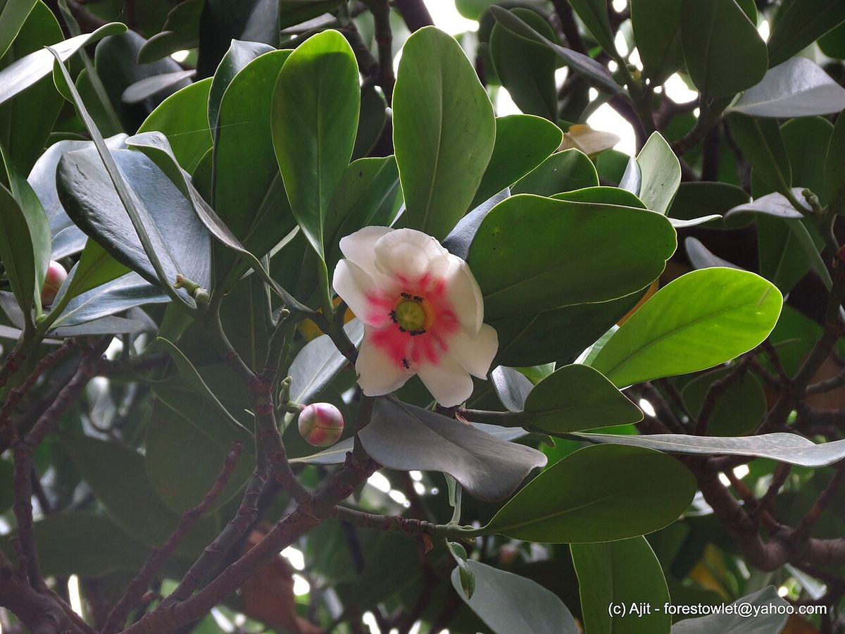 Flor blanca de centro rosa de cuautempala abierta entre hojas gruesas.