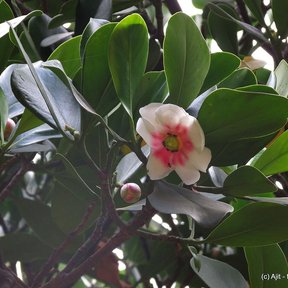 Flor blanca de centro rosa de cuautempala abierta entre hojas gruesas.