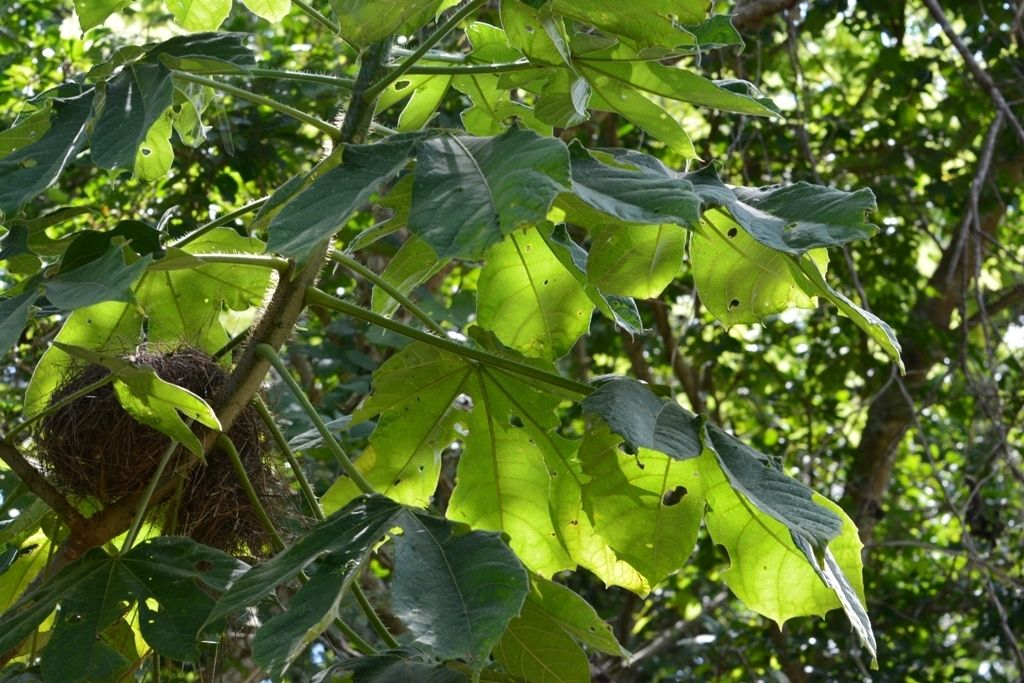 Hojas palmeadas de mala mujer con un nido de pájaro entre las ramas.