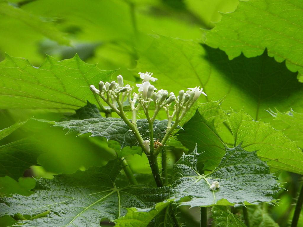 Flores blancas de mala mujer abiertas sobre las hojas verde claro.