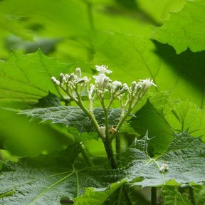 Flores blancas de mala mujer abiertas sobre las hojas verde claro.