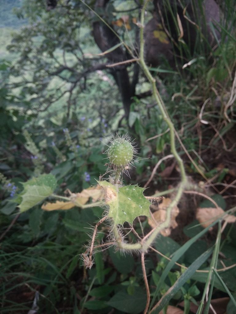 Tallo de mala mujer cubierto de pelos urticantes largos y blanquecinos.