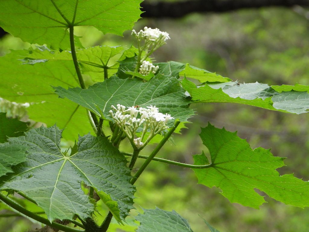 Ramillete de flores blancas de mala mujer entre las hojas lobuladas.