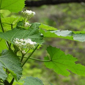 Ramillete de flores blancas de mala mujer entre las hojas lobuladas.