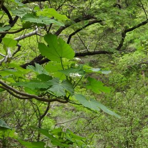 Mala mujer de ramas abiertas creciendo en una ladera de monte verde.