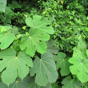 Hojas grandes y palmeadas de mala mujer abiertas sobre la vegetación.