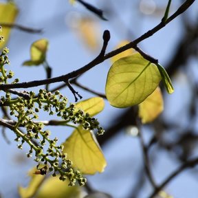 Espigas florales de uva de mar asomando entre las hojas, contra el cielo.