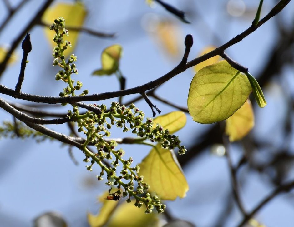 Espigas florales de uva de mar asomando entre las hojas, contra el cielo.