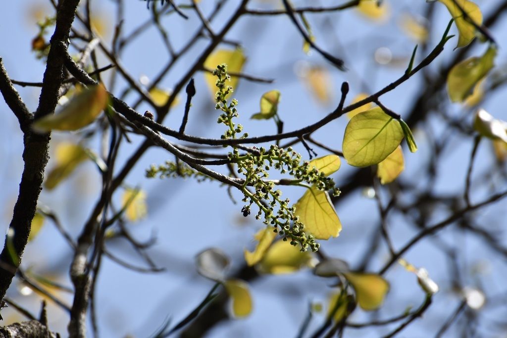 Ramas de uva de mar con las espigas de flor recortadas contra un cielo azul.