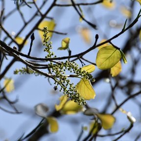 Ramas de uva de mar con las espigas de flor recortadas contra un cielo azul.