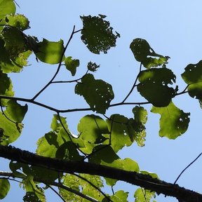 Rama de uva de mar con las hojas mordidas, contra un cielo azul.