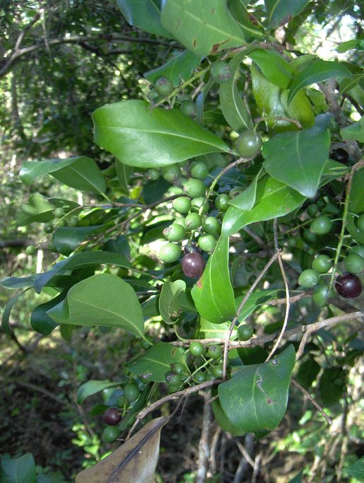 Frutos morados de uva de paloma madurando entre las hojas lustrosas.