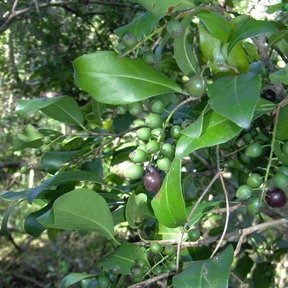 Frutos morados de uva de paloma madurando entre las hojas lustrosas.