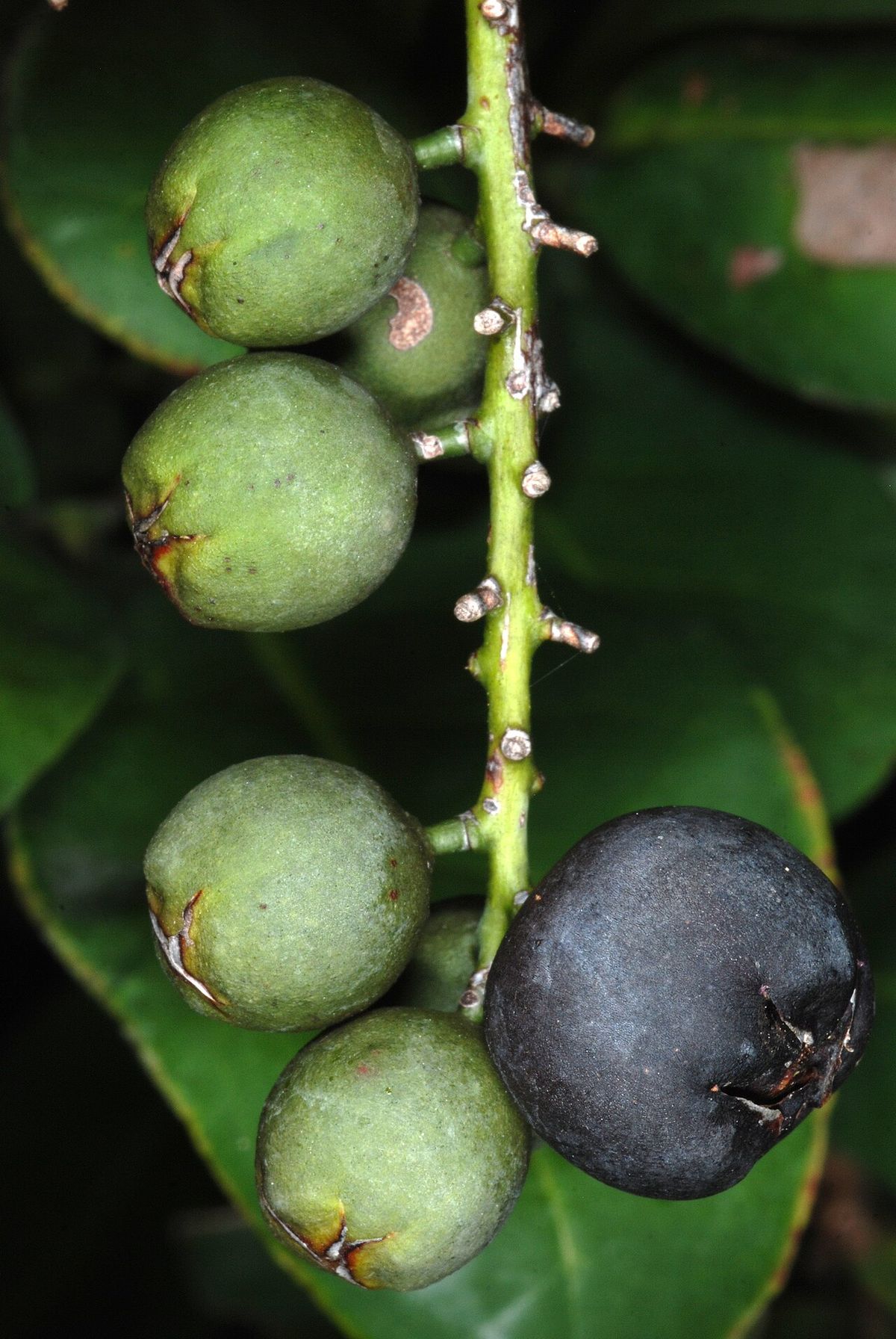 Frutos verdes y uno ya negro de uva de paloma, prendidos al raquis.