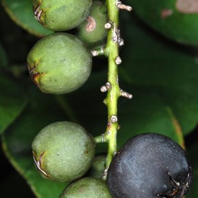 Frutos verdes y uno ya negro de uva de paloma, prendidos al raquis.