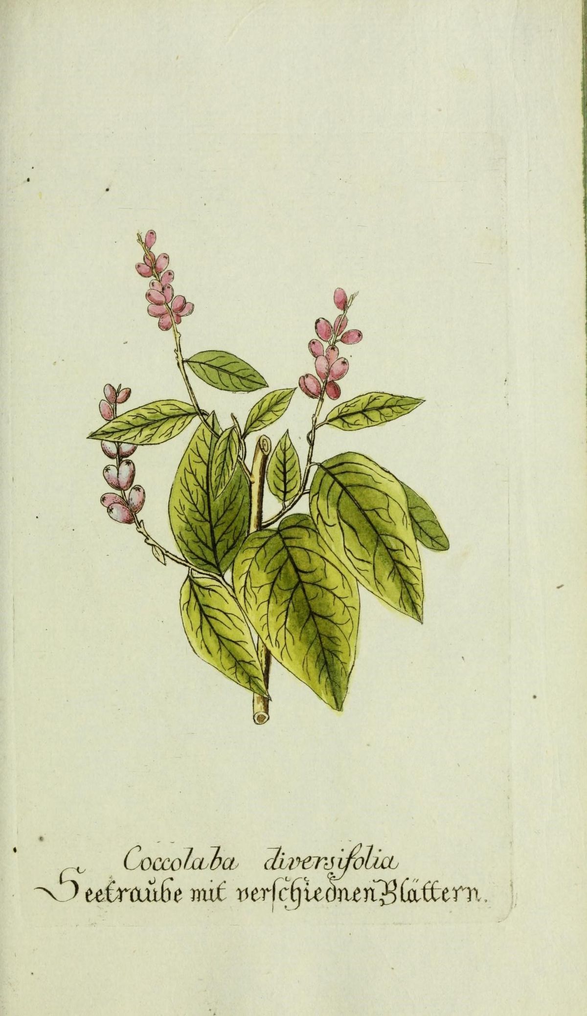 Lámina antigua coloreada de la uva de paloma con la rama, las hojas y la espiga.