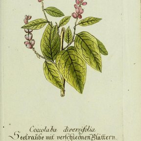 Lámina antigua coloreada de la uva de paloma con la rama, las hojas y la espiga.
