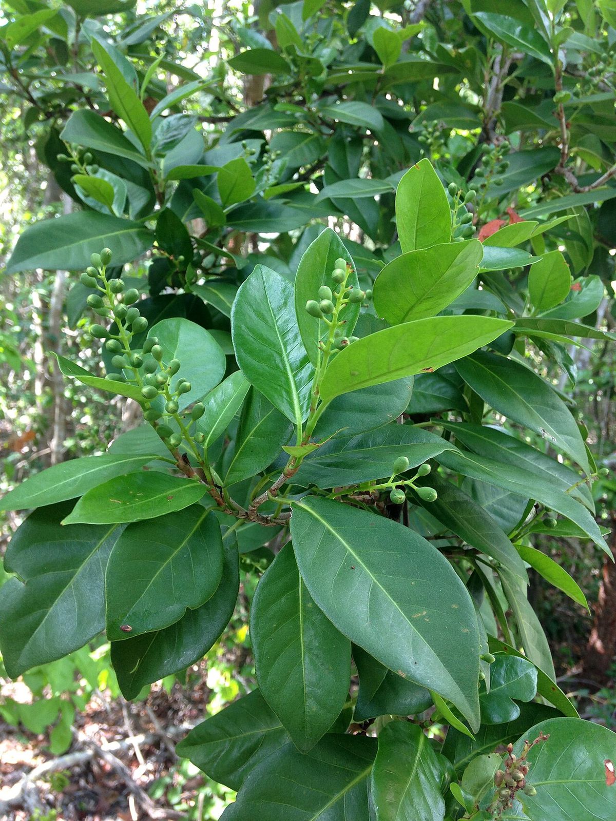 Follaje de uva de paloma con las hojas gruesas y lustrosas, muy tupido.