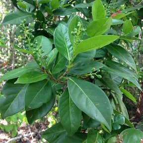 Follaje de uva de paloma con las hojas gruesas y lustrosas, muy tupido.
