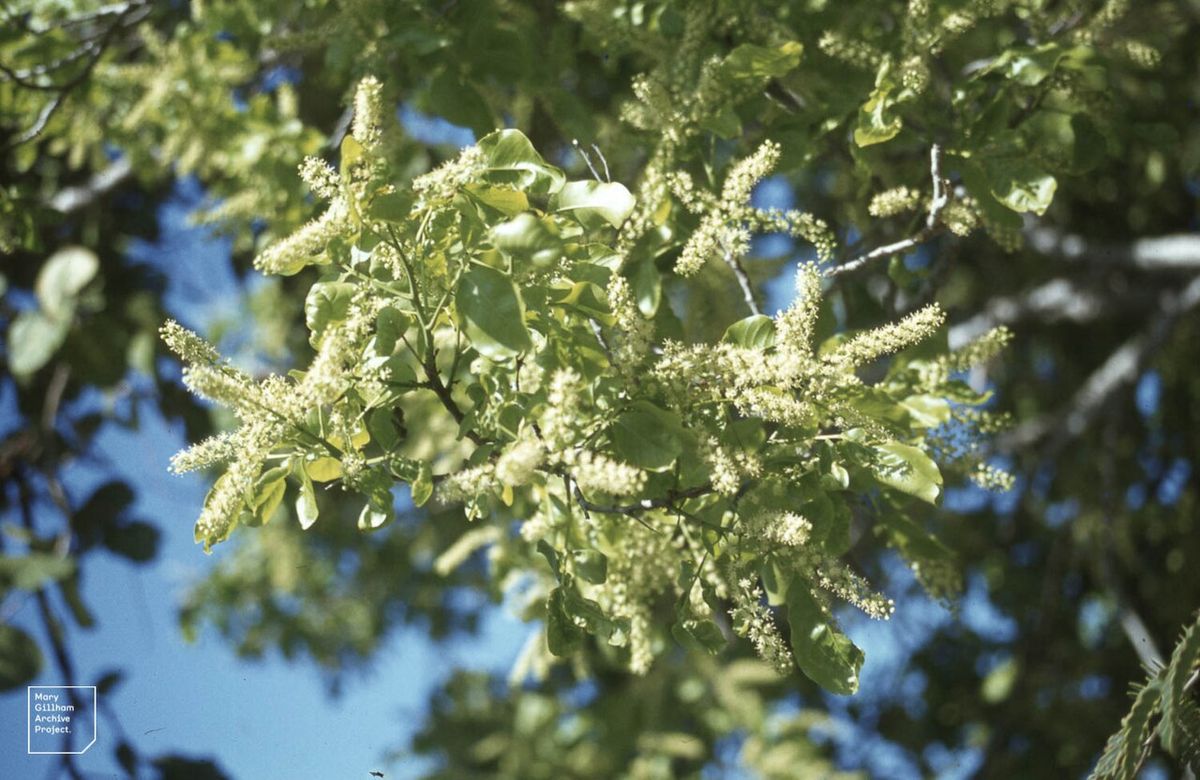 Espigas de flores claras de uva de paloma abiertas contra un cielo azul.