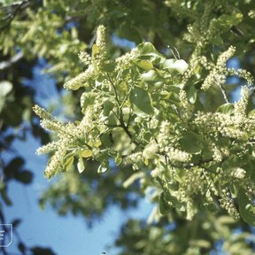 Espigas de flores claras de uva de paloma abiertas contra un cielo azul.