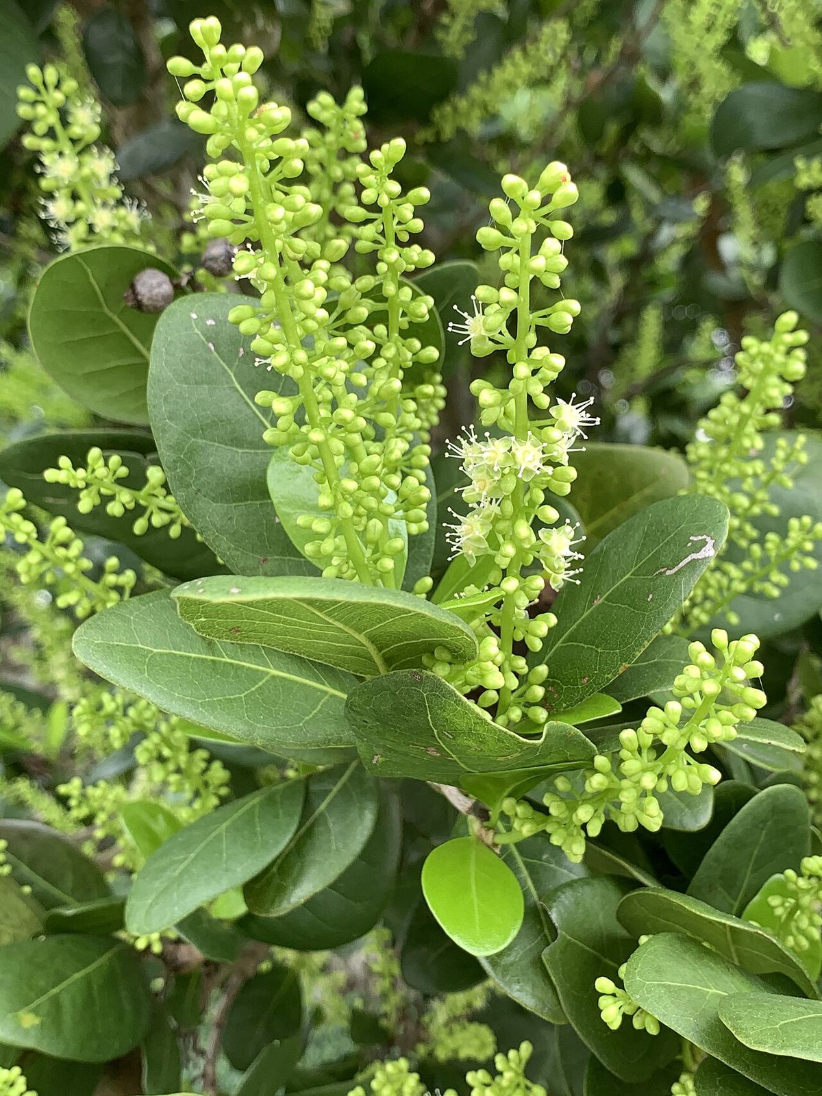 Espigas florales de uva de paloma levantadas sobre las hojas verdes.