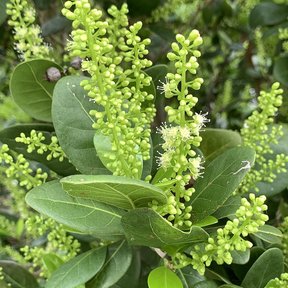 Espigas florales de uva de paloma levantadas sobre las hojas verdes.
