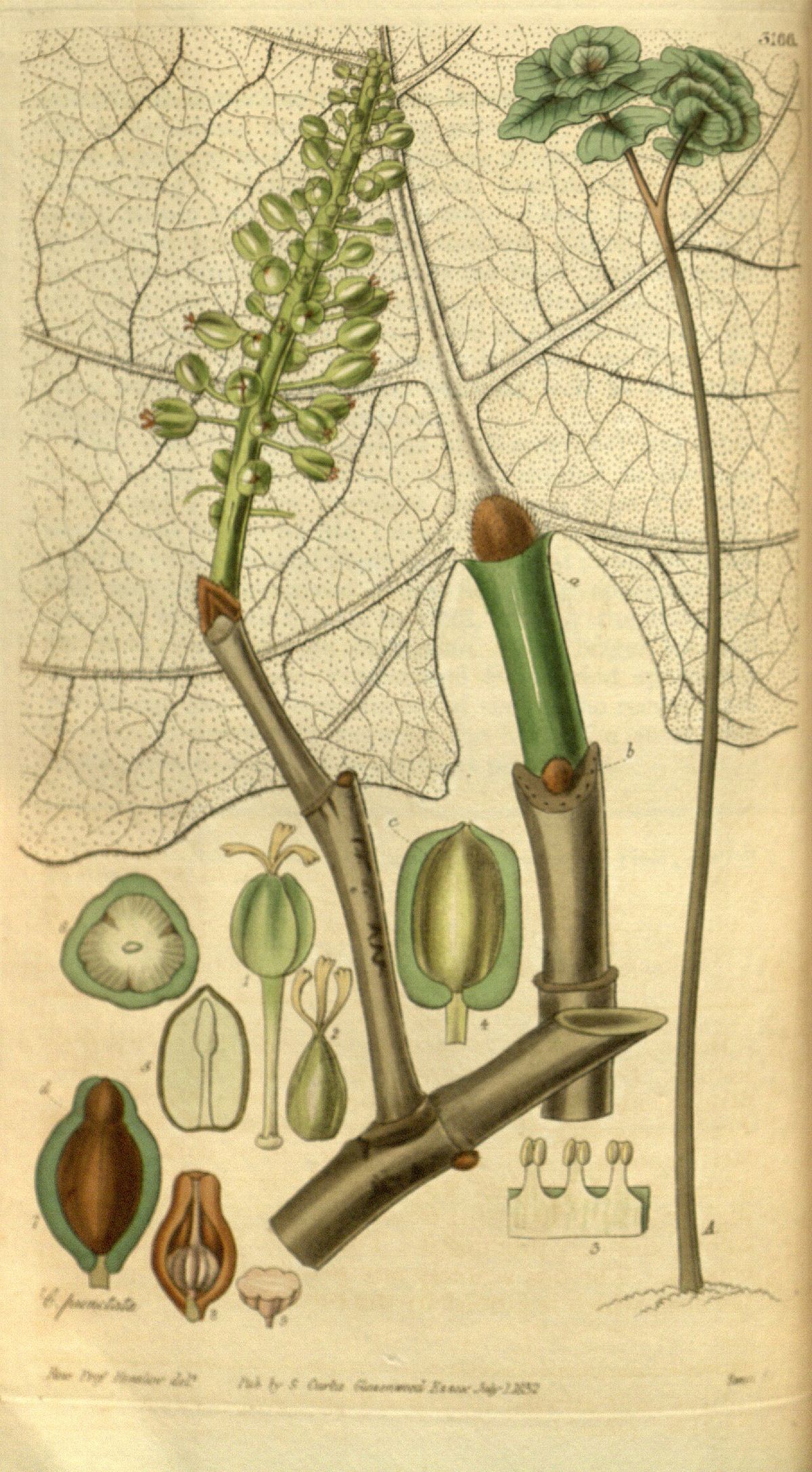 Lámina botánica antigua del comalillo con la hoja enorme y la espiga de flores.