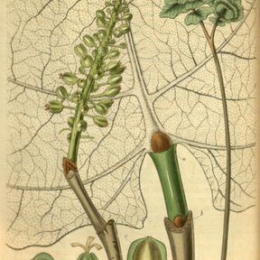 Lámina botánica antigua del comalillo con la hoja enorme y la espiga de flores.