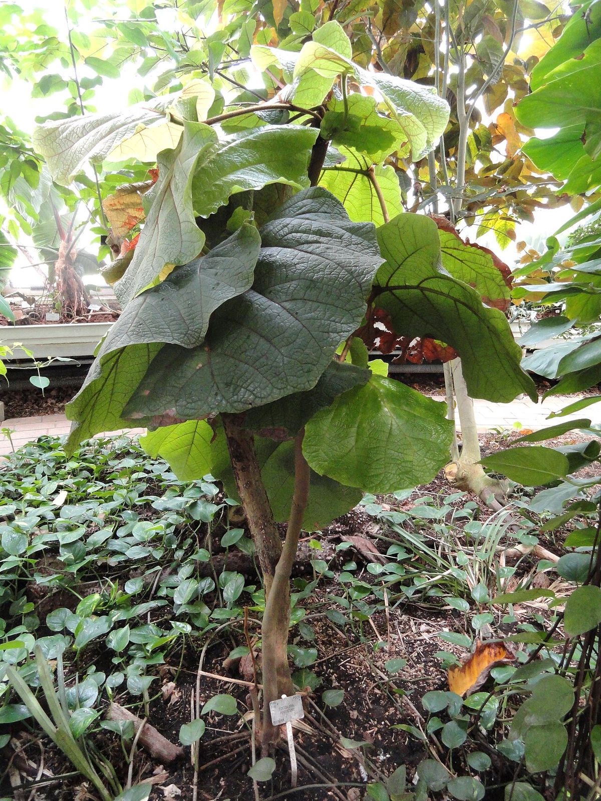 Comalillo joven de tallo único con las hojas grandes abiertas en un jardín.