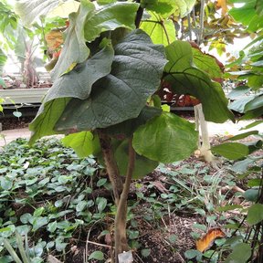 Comalillo joven de tallo único con las hojas grandes abiertas en un jardín.
