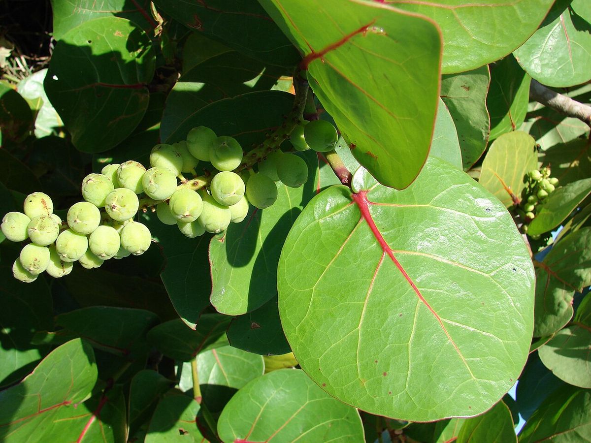 Racimo de frutos verdes de uva de mar entre las hojas redondas y nervadas.