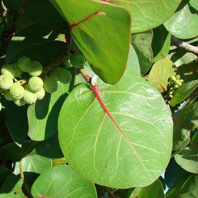 Racimo de frutos verdes de uva de mar entre las hojas redondas y nervadas.