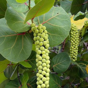 Racimos colgantes de uva de mar cargados de frutos verdes y apretados.