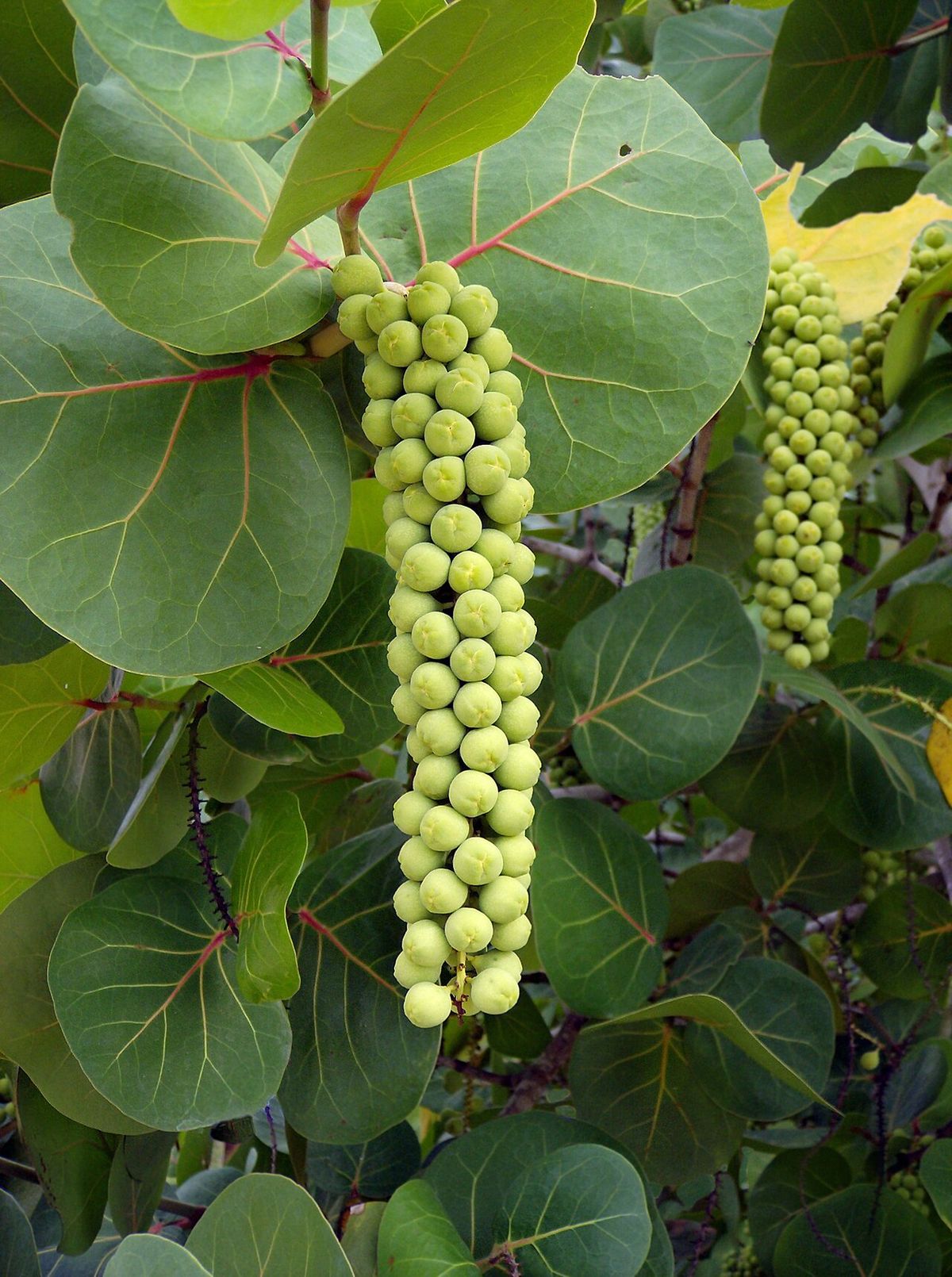 Racimo de uva de mar colgando entre las hojas grandes y coriáceas.