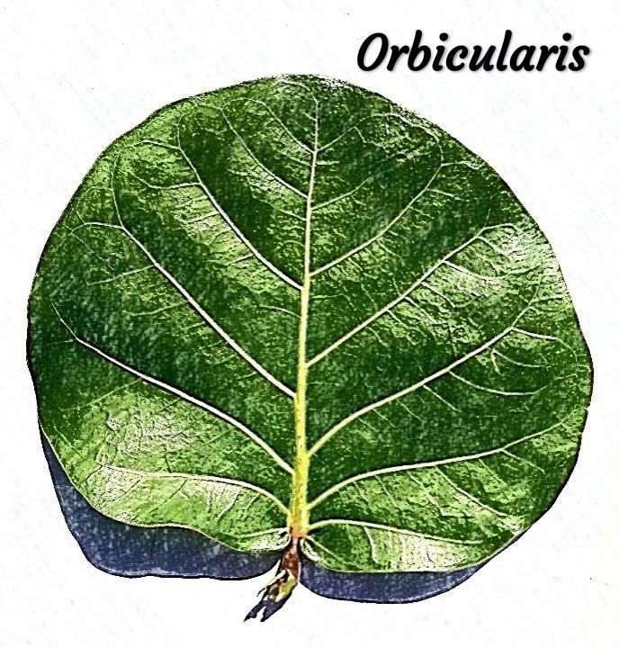 Dibujo de una hoja redonda de uva de mar con la nervadura marcada.