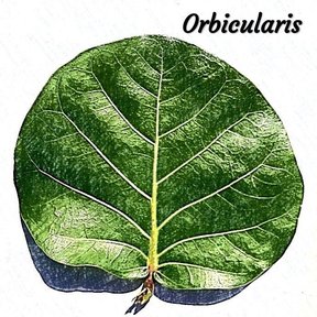 Dibujo de una hoja redonda de uva de mar con la nervadura marcada.