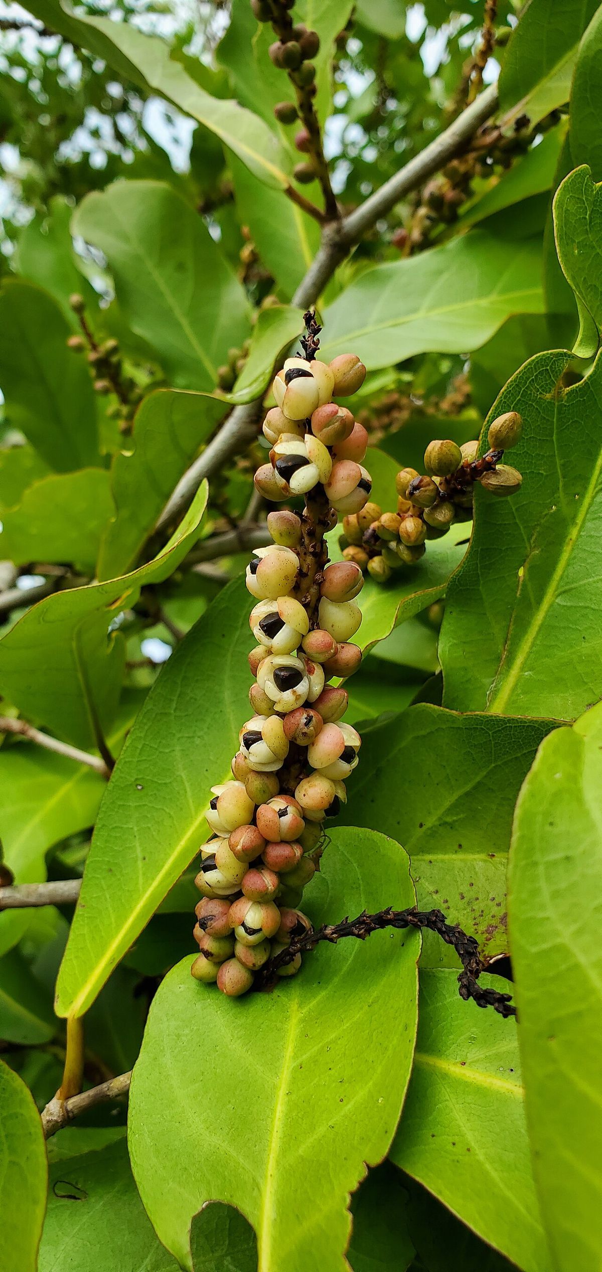 Frutos maduros de uva de mar prendidos a lo largo del raquis.