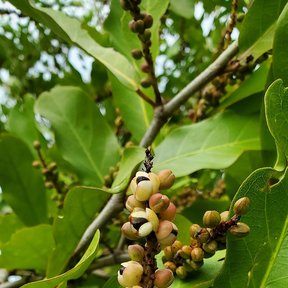 Frutos maduros de uva de mar prendidos a lo largo del raquis.