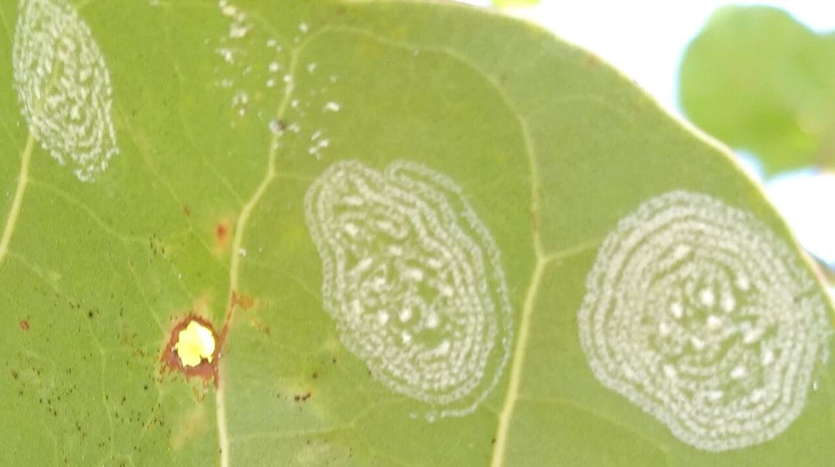 Hoja de uva de mar con las galerías blancas de un insecto minador.