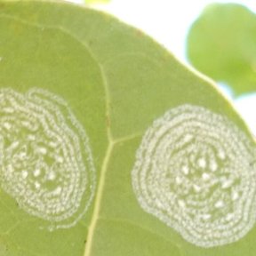 Hoja de uva de mar con las galerías blancas de un insecto minador.