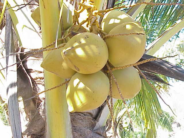 Racimo de cocos verdes colgando del estípite entre las bases de las hojas.