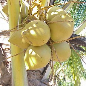 Racimo de cocos verdes colgando del estípite entre las bases de las hojas.