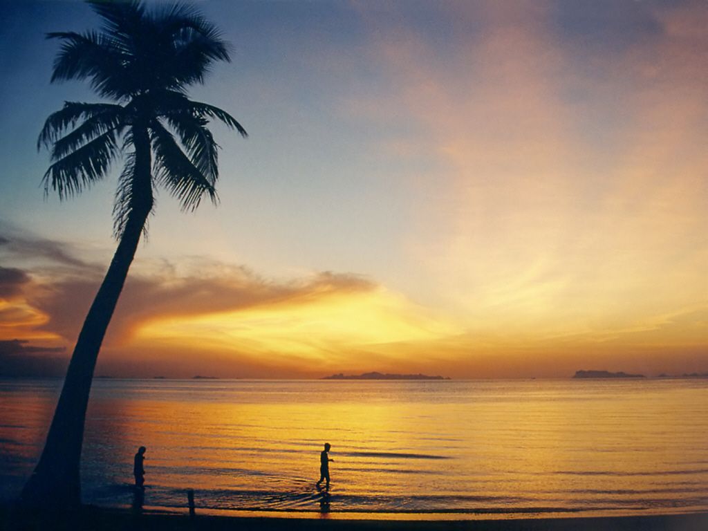 Palma de coco inclinada sobre la playa, en silueta contra un atardecer.