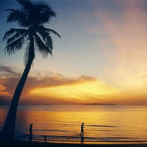 Palma de coco inclinada sobre la playa, en silueta contra un atardecer.